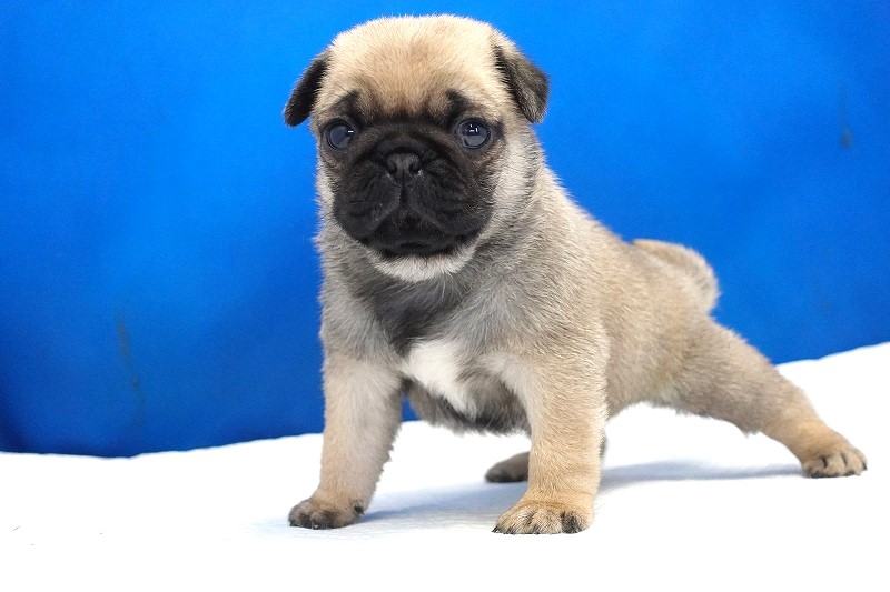 2025年07月12日生まれのパグフォーンの女の子2。