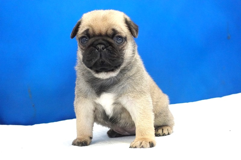 2025年07月12日生まれのパグフォーンの女の子2。