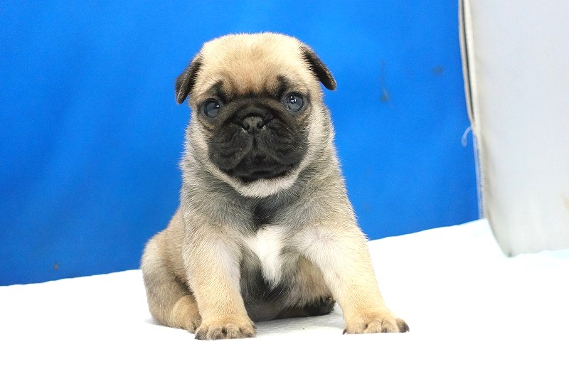 2025年07月12日生まれのパグフォーンの女の子2。