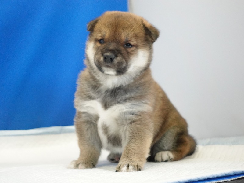 2025年12月26日生まれの柴犬赤の男の子