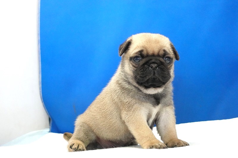 2025年07月12日生まれのパグフォーンの女の子2。