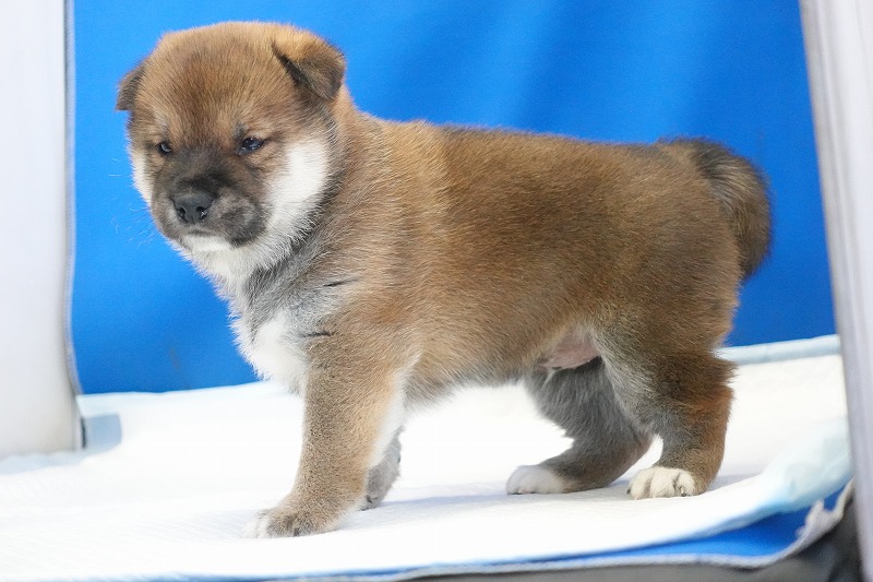 2025年12月26日生まれの柴犬赤の男の子