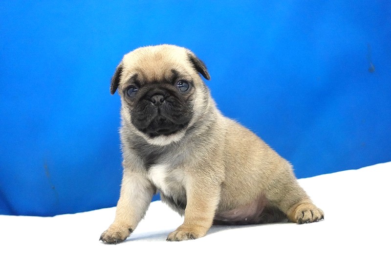 2025年07月12日生まれのパグフォーンの女の子2。