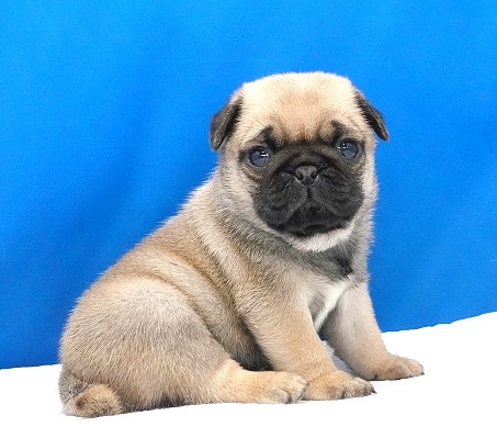 2025年07月12日生まれのパグフォーンの女の子2。