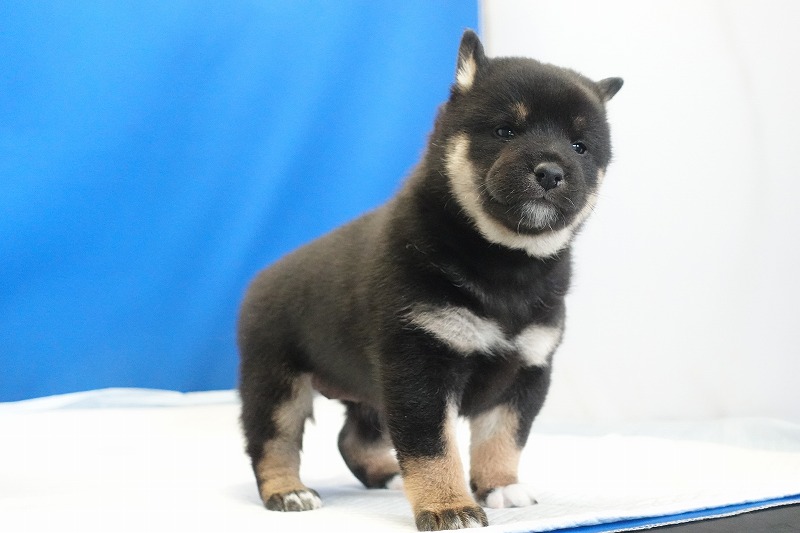 2025年12月26日生まれの柴犬黒の女の子
