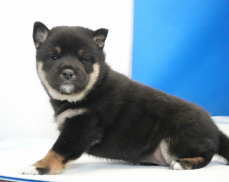 2025年12月26日生まれの柴犬黒の女の子
