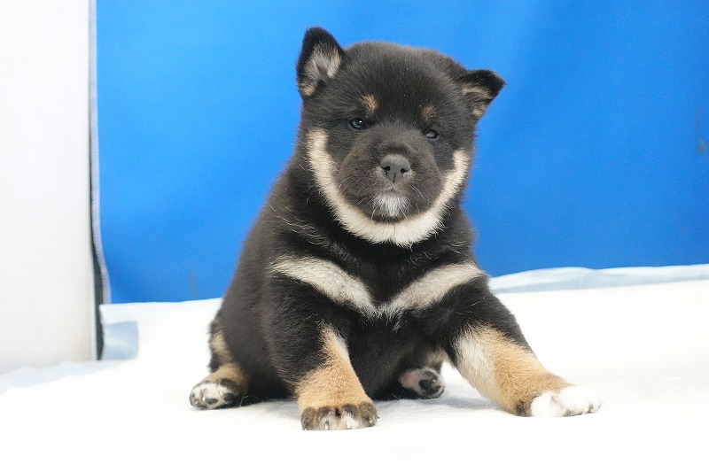 2025年12月26日生まれの柴犬黒の女の子