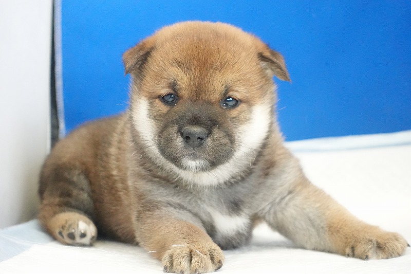 2025年12月26日生まれの柴犬赤の女の子