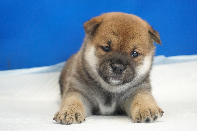 2025年12月26日生まれの柴犬赤の女の子
