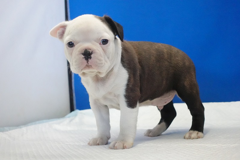 2026年2月7日生まれのミックスの男の子。