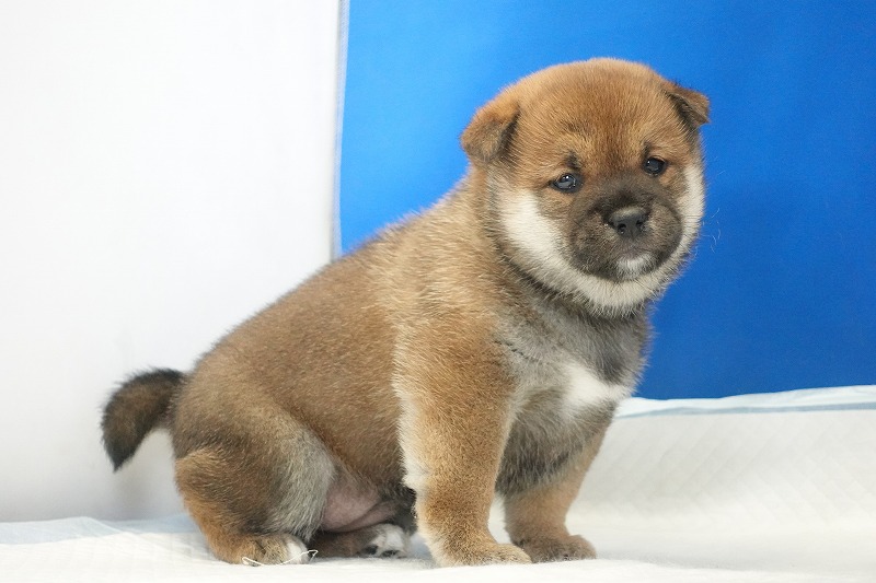 2025年12月26日生まれの柴犬赤の女の子