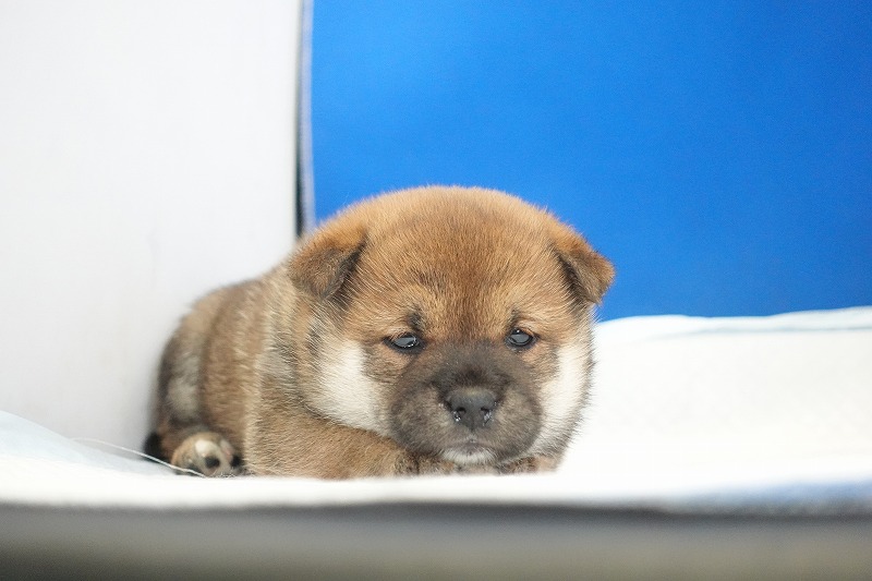 2025年12月26日生まれの柴犬赤の女の子