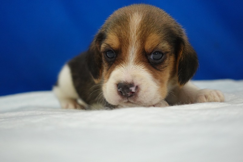 2024年6月12日生まれビーグルの男の子3。