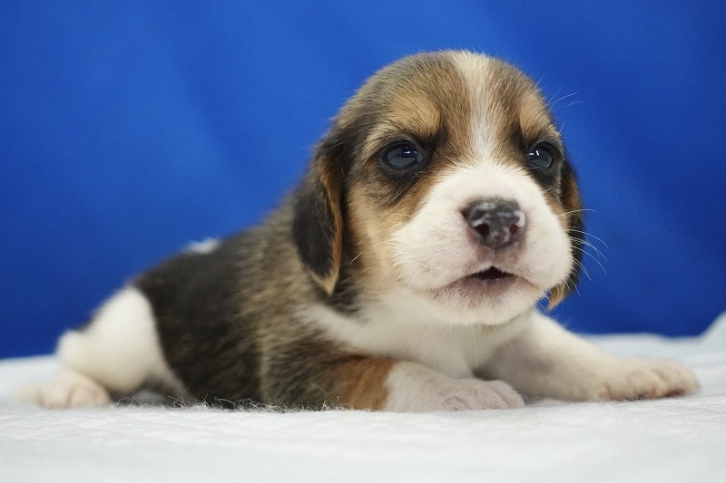 2024年6月12日生まれビーグルの男の子3。
