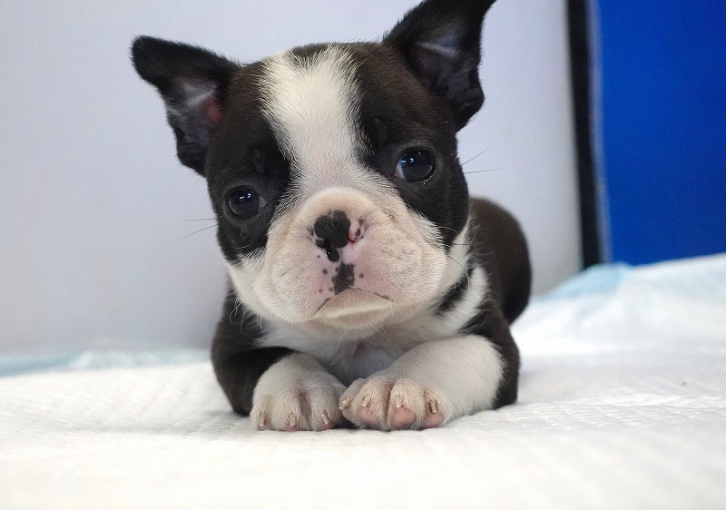 2026年2月7日生まれのミックスの女の子。