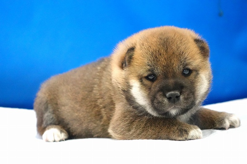 2024年10月15日生まれの柴犬の女の子2‼︎