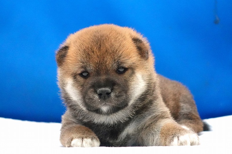 2024年10月15日生まれの柴犬の女の子2‼︎