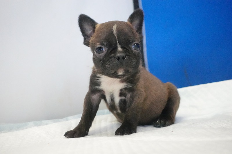 2026年2月7日生まれのミックスの男の子。