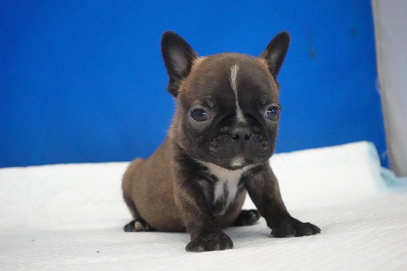 2026年2月7日生まれのミックスの男の子。