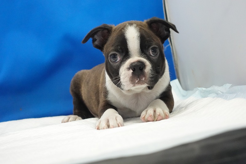 2025年07月06日生まれのボストンテリアの男の子３。