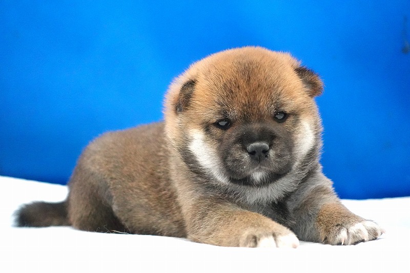 2024年10月15日生まれの柴犬の女の子2‼︎