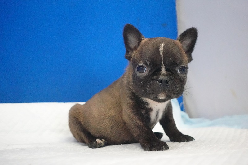 2026年2月7日生まれのミックスの男の子。