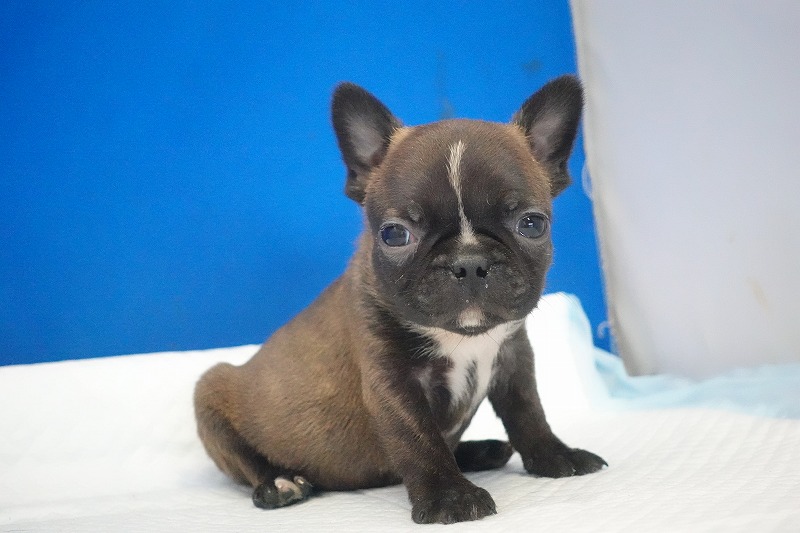 2026年2月7日生まれのミックスの男の子。