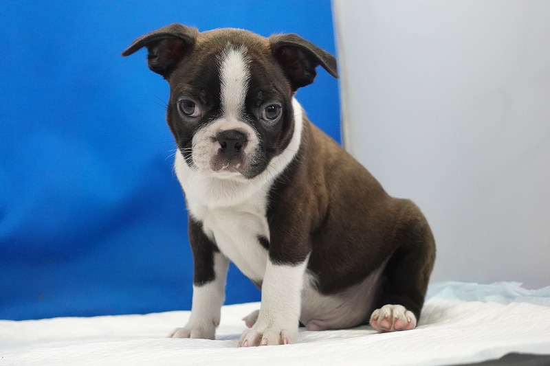 2025年07月06日生まれのボストンテリアの男の子3。