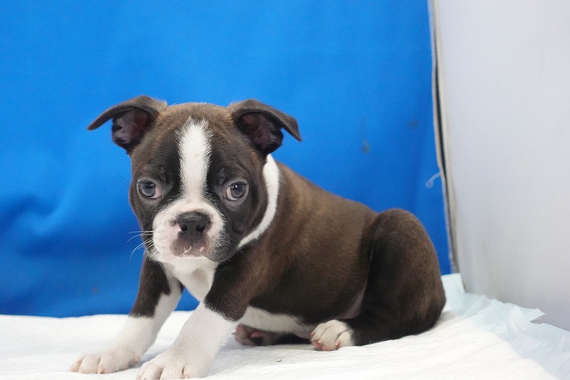 2025年07月06日生まれのボストンテリアの男の子3。