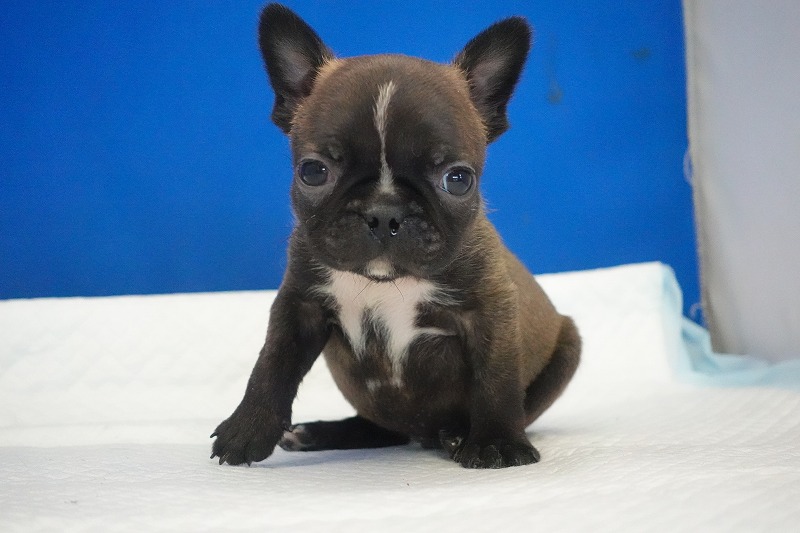 2026年2月7日生まれのミックスの男の子。