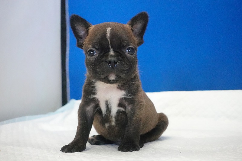 2026年2月7日生まれのミックスの男の子。