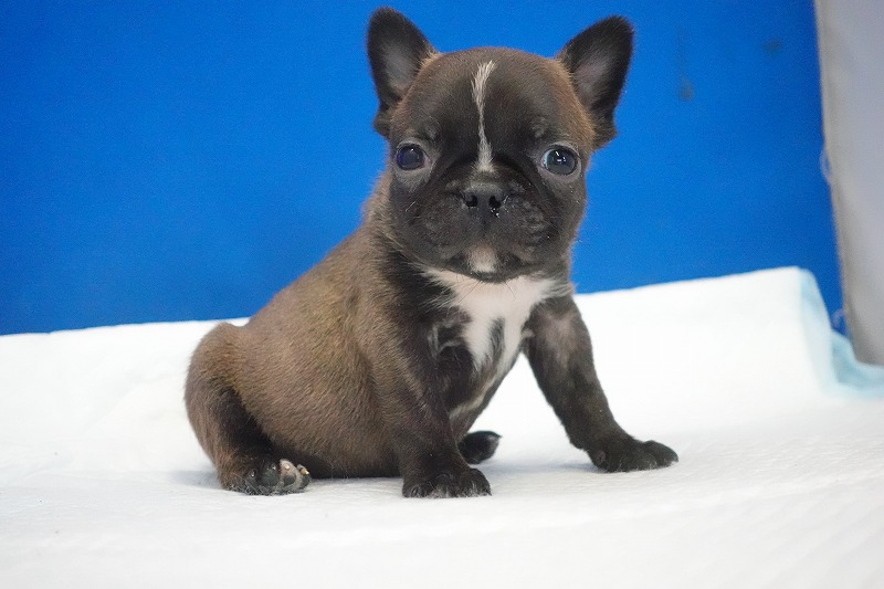 2026年2月7日生まれのミックスの男の子。