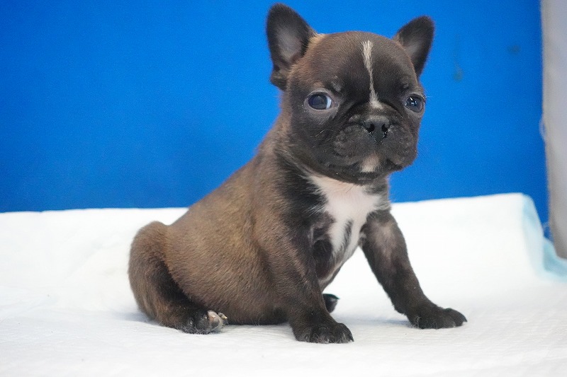 2026年2月7日生まれのミックスの男の子。