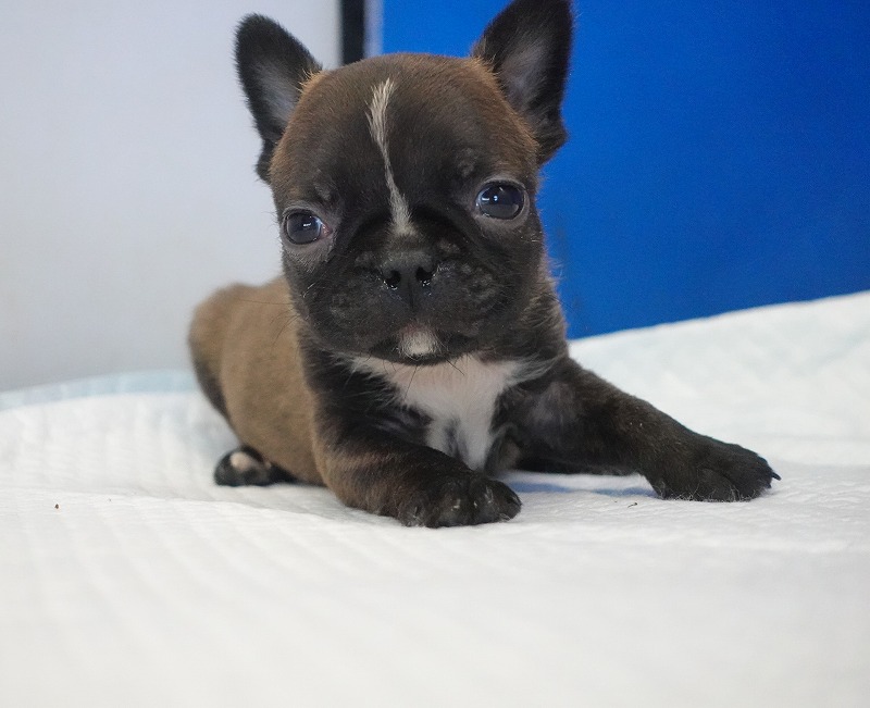 2026年2月7日生まれのミックスの男の子。