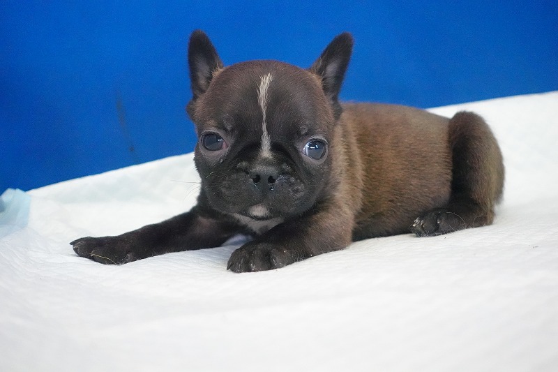 2026年2月7日生まれのミックスの男の子。