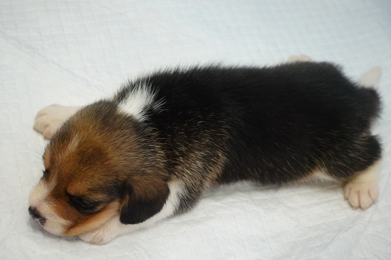 2024年6月12日生まれビーグルの男の子5。