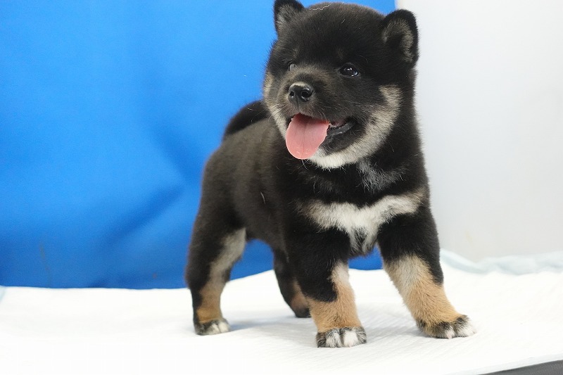 2025年07月24日生まれ柴犬黒の男の子。