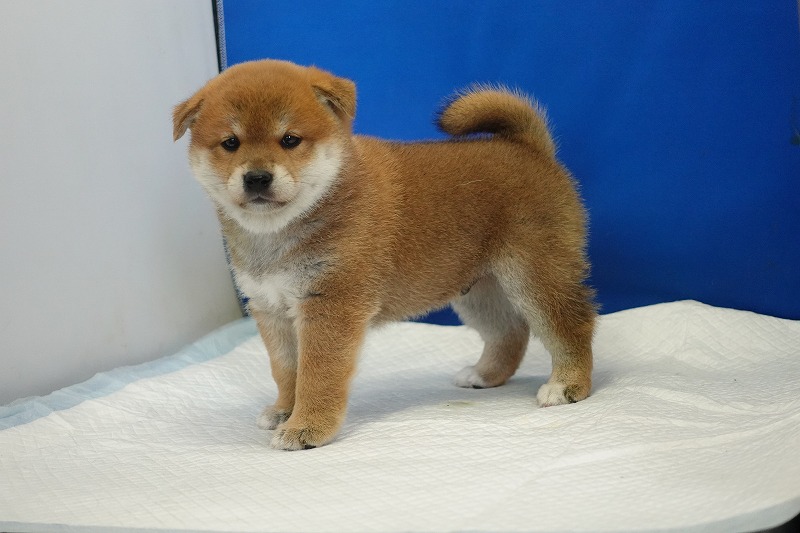 2025年07月24日生まれ柴犬赤の男の子。