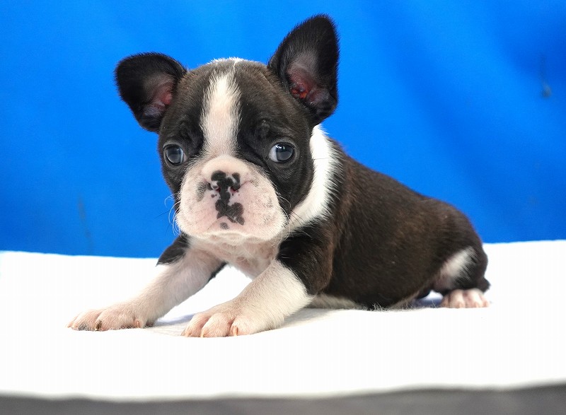 2025年01月27日生まれのフレンチブルドッグとボストンテリアミックスの女の子