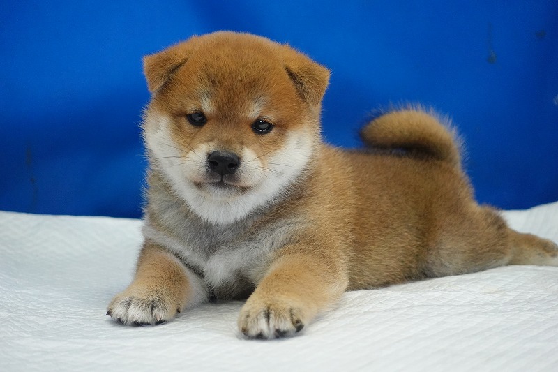 2025年07月24日生まれ柴犬赤の男の子。