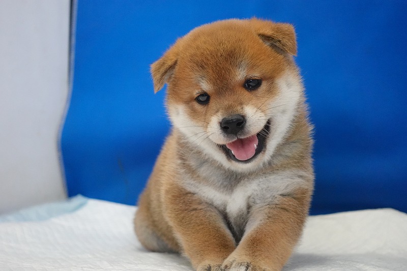 2025年07月24日生まれ柴犬赤の男の子。