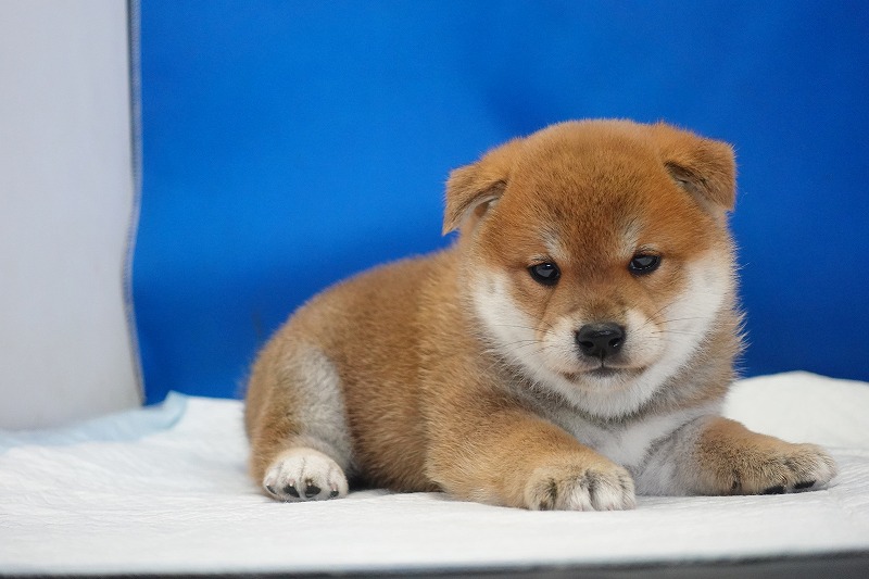 2025年07月24日生まれ柴犬赤の男の子。