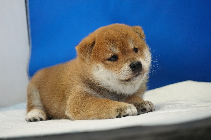 2025年07月24日生まれ柴犬赤の男の子。
