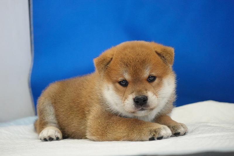 2025年07月24日生まれ柴犬赤の男の子。