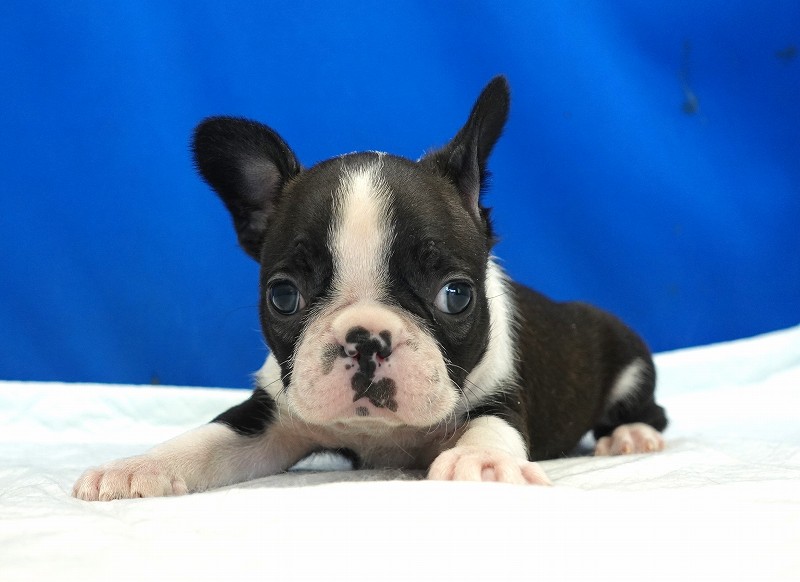2025年01月27日生まれのフレンチブルドッグとボストンテリアミックスの女の子