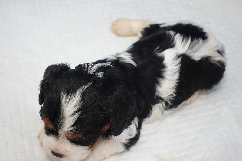 2025年07月30日生まれのキャバリアトライの男の子です。