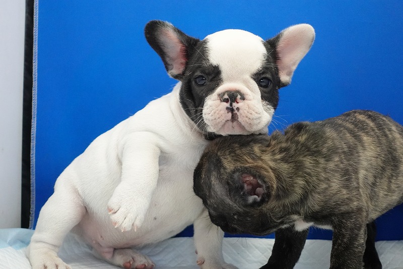 2023年12月22日生まれのパイドの男の子。