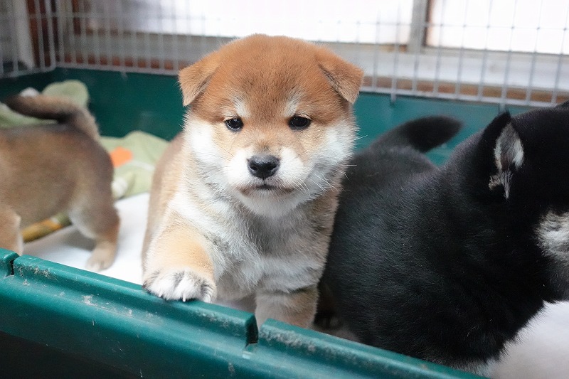 2025年07月24日生まれ柴犬赤の男の子。