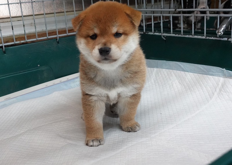 2025年07月24日生まれ柴犬赤の男の子。