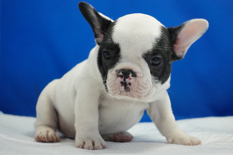 2023年12月22日生まれのパイドの男の子。